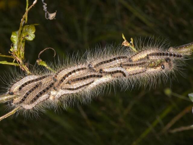 Chenilles processionnaires
